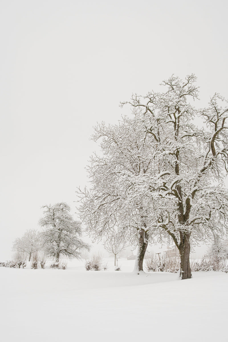 Winter Edit